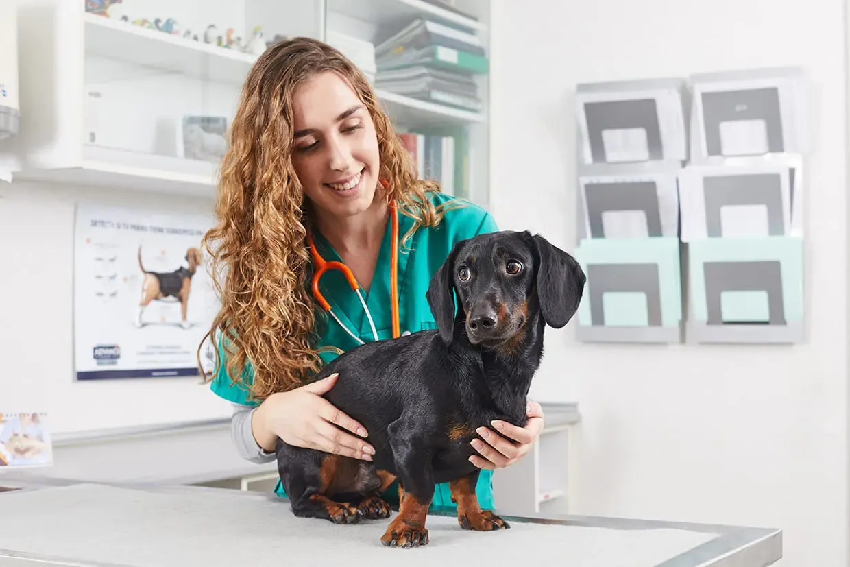 Insuficiencia hepática en perros: diagnóstico y tratamiento Insuficiencia hepática en perros: diagnóstico y tratamiento