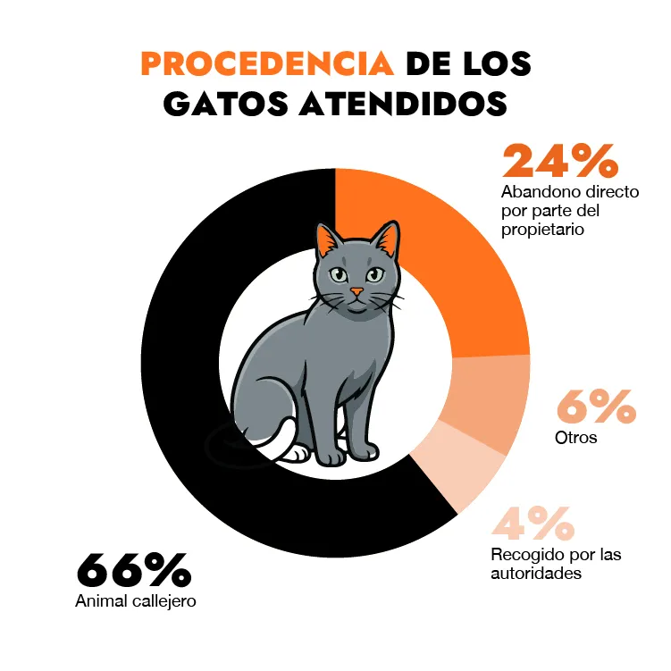 procedencia de los gatos procedencia de los gatos