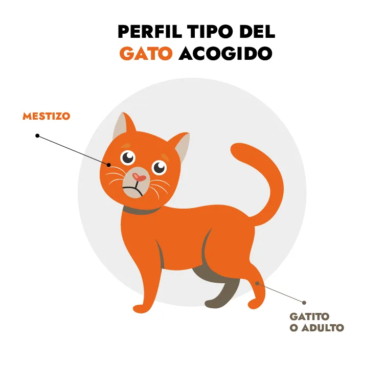 Perfil tipo del gato en centros de acogida en Francia