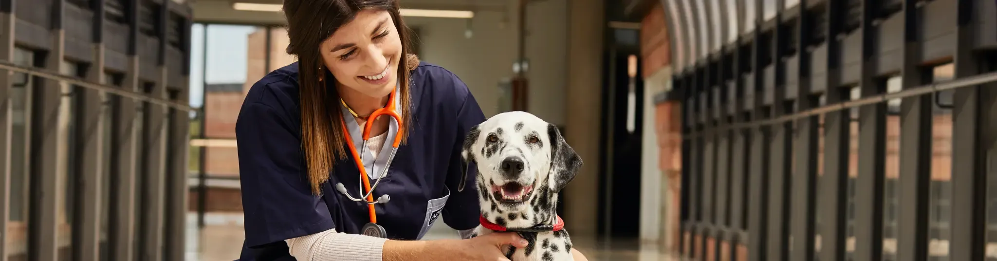 What causes yellow vomit in dogs? What causes yellow vomit in dogs?