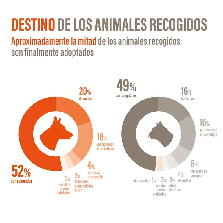 Gráfico sobre el destino de los animales recogidos en protectoras en España en 2024