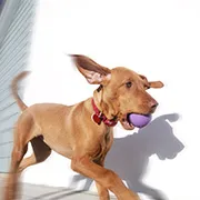 Close-up of a person grooming a dog