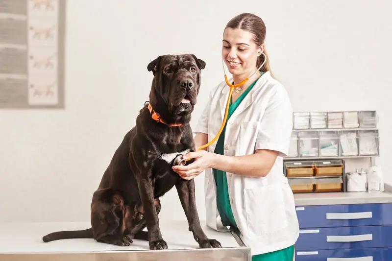 Diarrea nera nel cane: possibile ulcera allo stomaco?