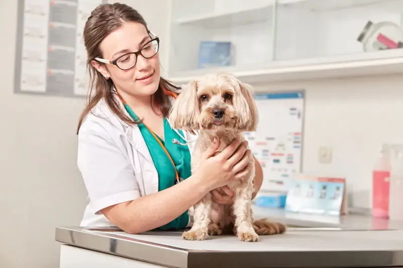 Advance Veterinary Diets Renal for dogs