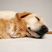 Close-up of a dog and cat sleeping together