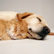 Close-up of a dog and cat sleeping together