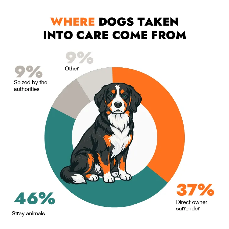 origen de los perros atendidos origen de los perros atendidos