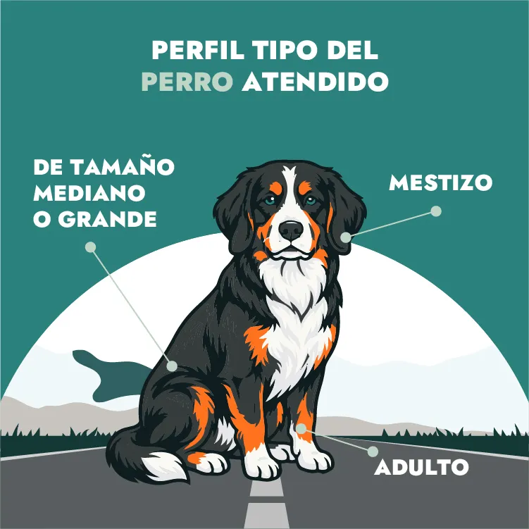 perfil perro atendido perfil perro atendido