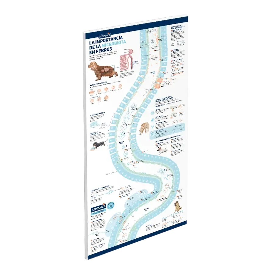 Póster: La importancia de la microbiota en perros Póster: La importancia de la microbiota en perros