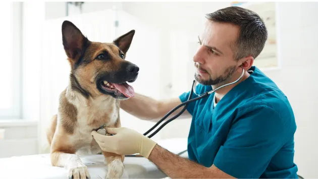 Tratamiento nutricional en trastornos gastrointestinales en perros: claves de los estudios clínicos de Advance Veterinary Diets