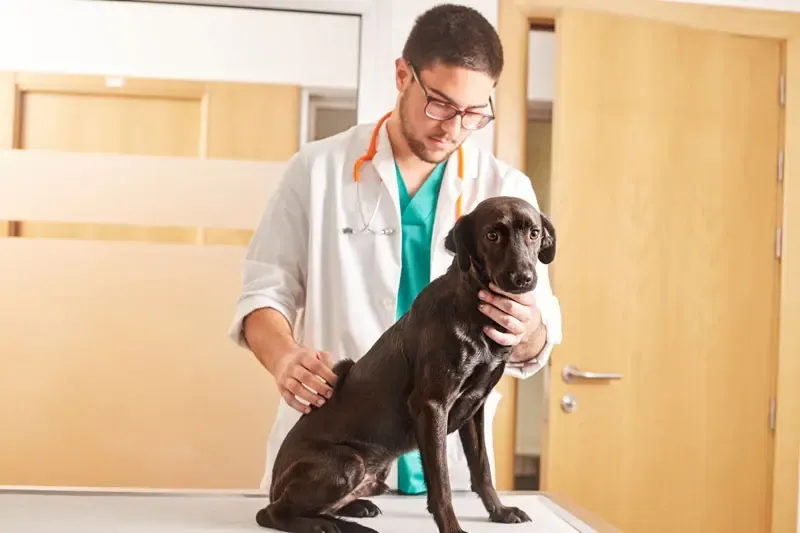 How do you reach an accurate differential diagnosis of diarrhoea in dogs? How do you reach an accurate differential diagnosis of diarrhoea in dogs?