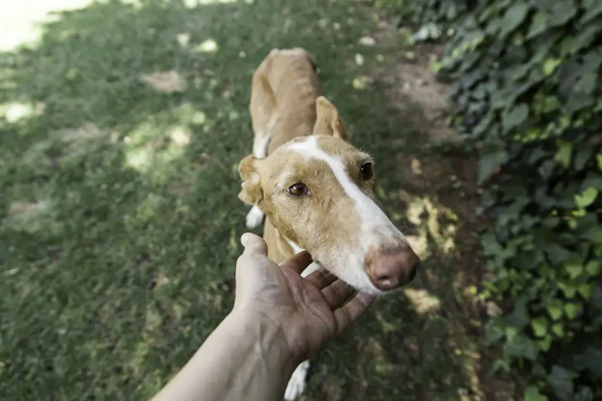 Sileo per cani. Cos'è e come funziona?