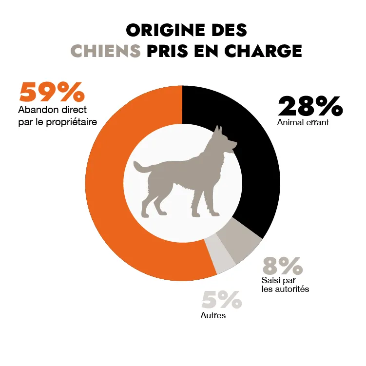 Origen de los perros acogidos en Francia