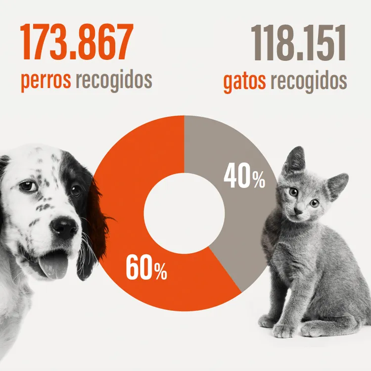 Dato de perros y gatos abandonados en España en 2024