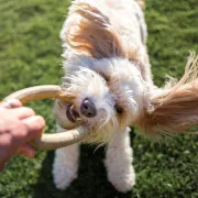 A photo of a person and a dog, the person is holding a toy while the dog plays with it and pulls on the toy with its mouth.