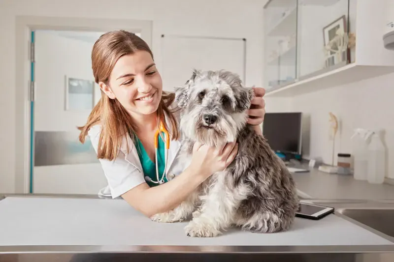 Chien enrhumé, que faire ? Chien enrhumé, que faire ?