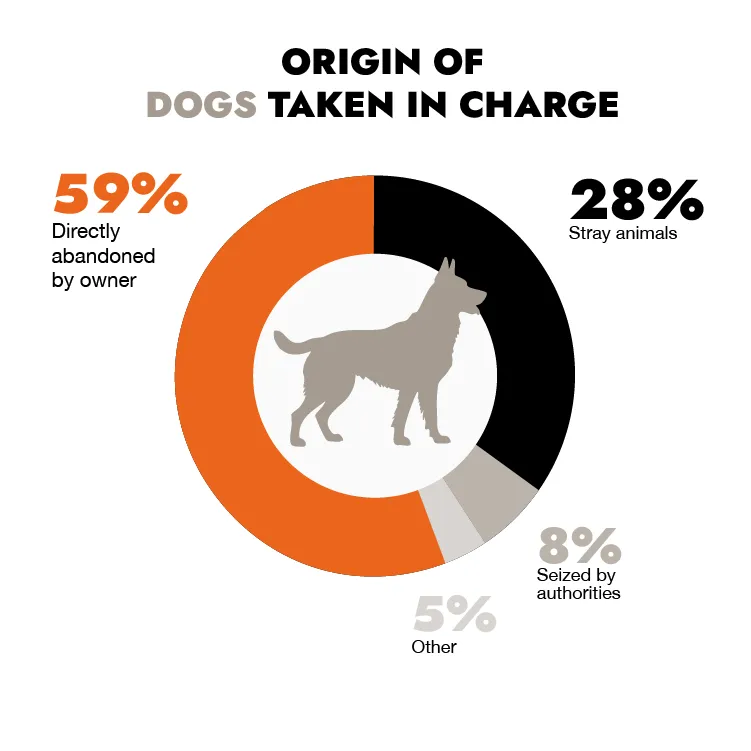 Origen de los perros acogidos en Francia