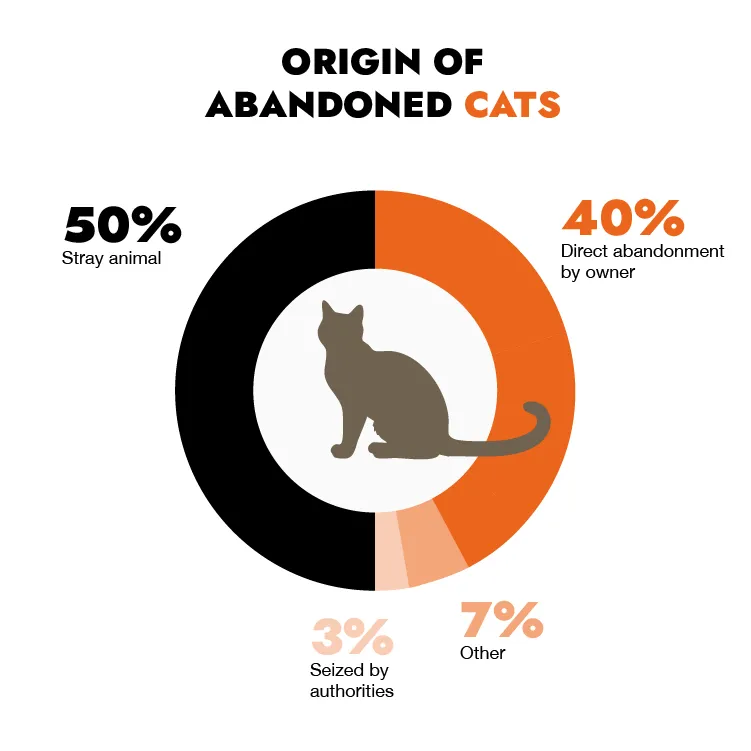 Origen de los gatos acogidos en Francia