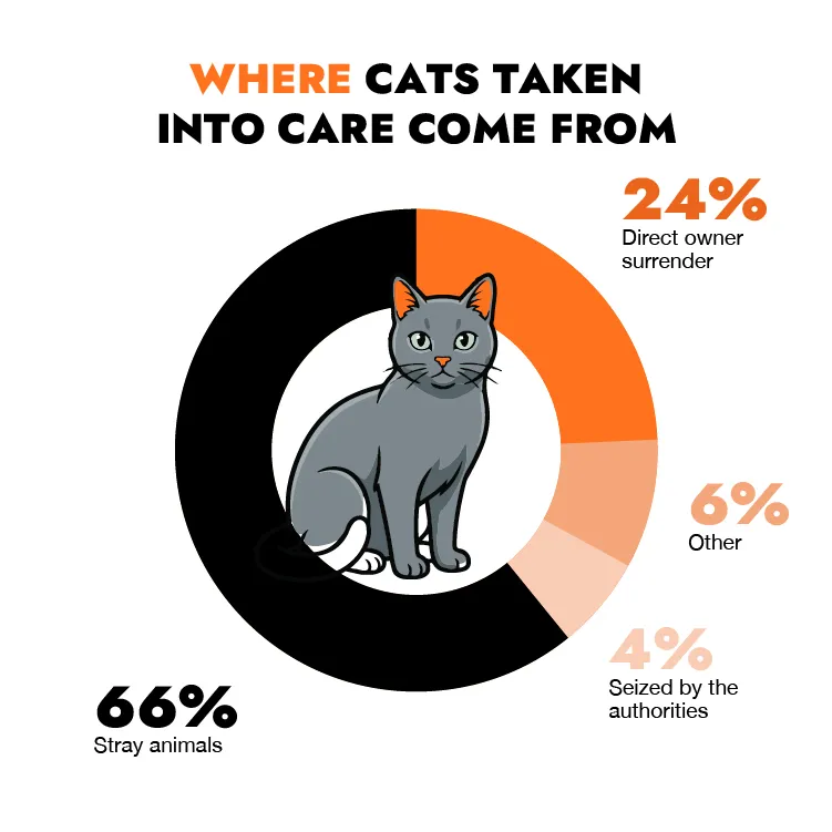 procedencia de los gatos procedencia de los gatos