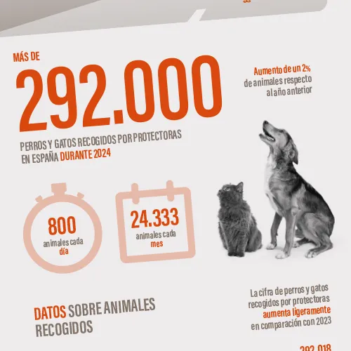 Gráfico de perros y gatos abandonados en España en 2024 Gráfico de perros y gatos abandonados en España en 2024