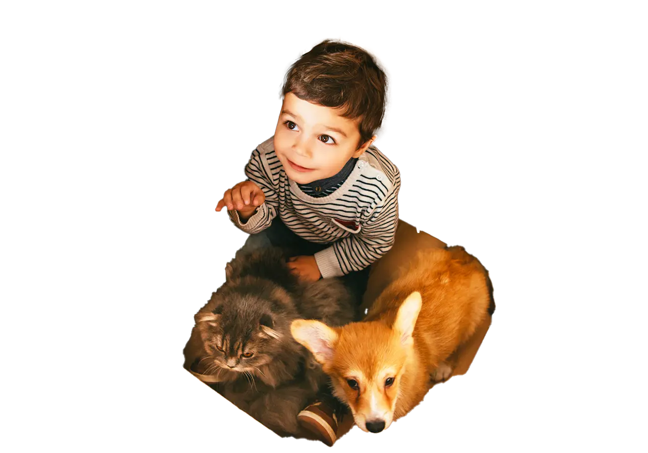Niño en una caja de cartón con un perro y un gato