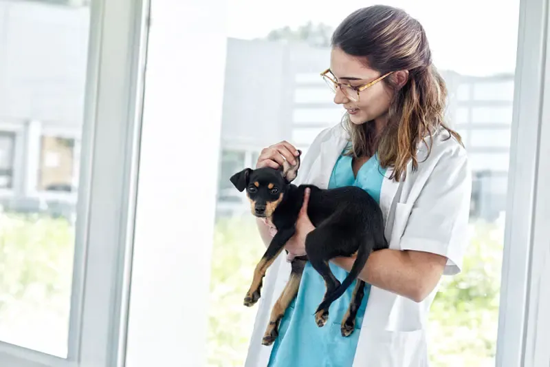 Diet | Puppy food: how nucleotides help strengthen the immune system Diet | Puppy food: how nucleotides help strengthen the immune system