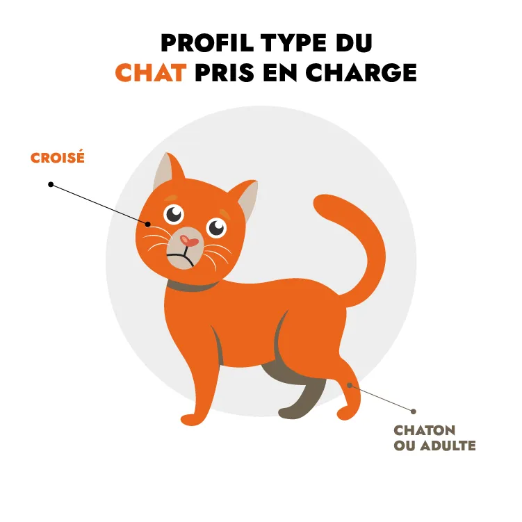 Perfil tipo del gato en centros de acogida en Francia