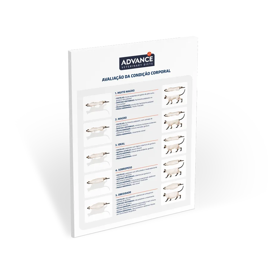 póster-avaliação-estado-corporal póster-avaliação-estado-corporal