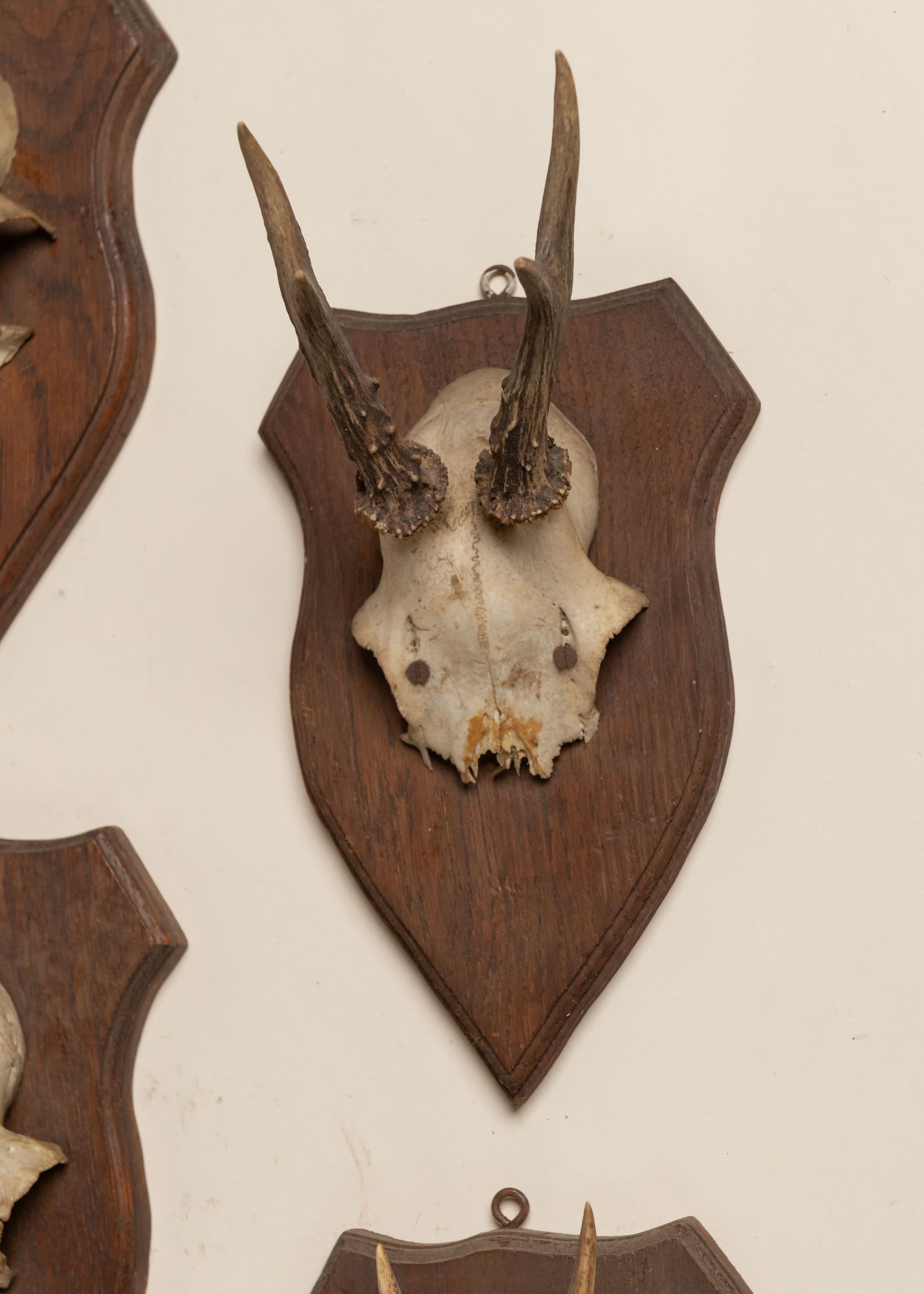 Antique Black Forest Antler Trophy, 20th C | Ken Fulk