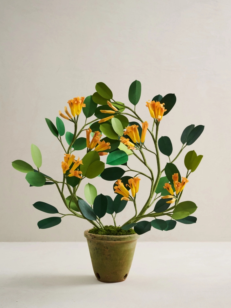 best fertiliser for fiddle leaf fig Fiddle Leaf Fig Plant Food : Fiddle Leaf Treats Fertilizer main image 1