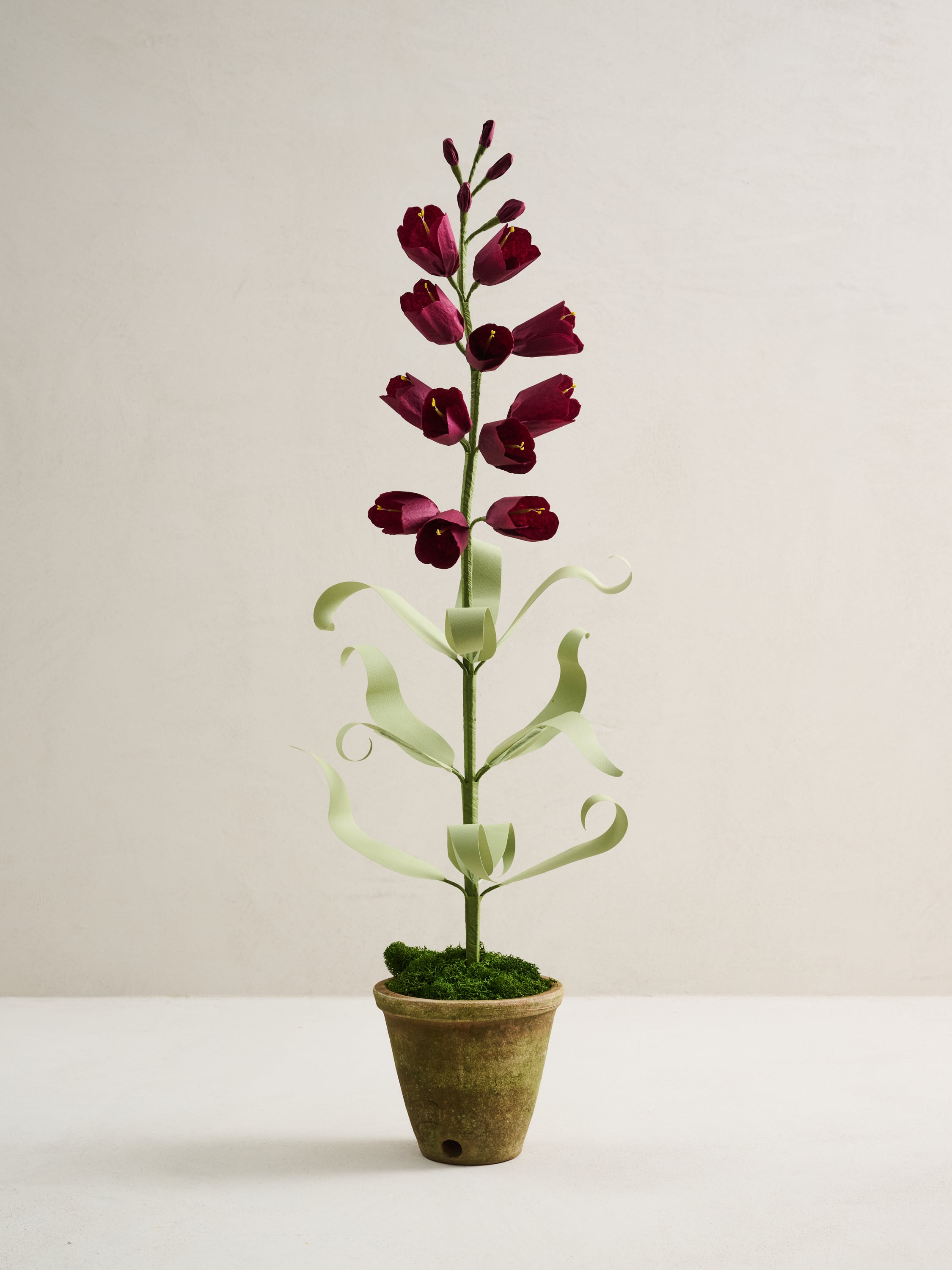 Pink Potted Chevalier Rose by Livia Cetti | Ken Fulk