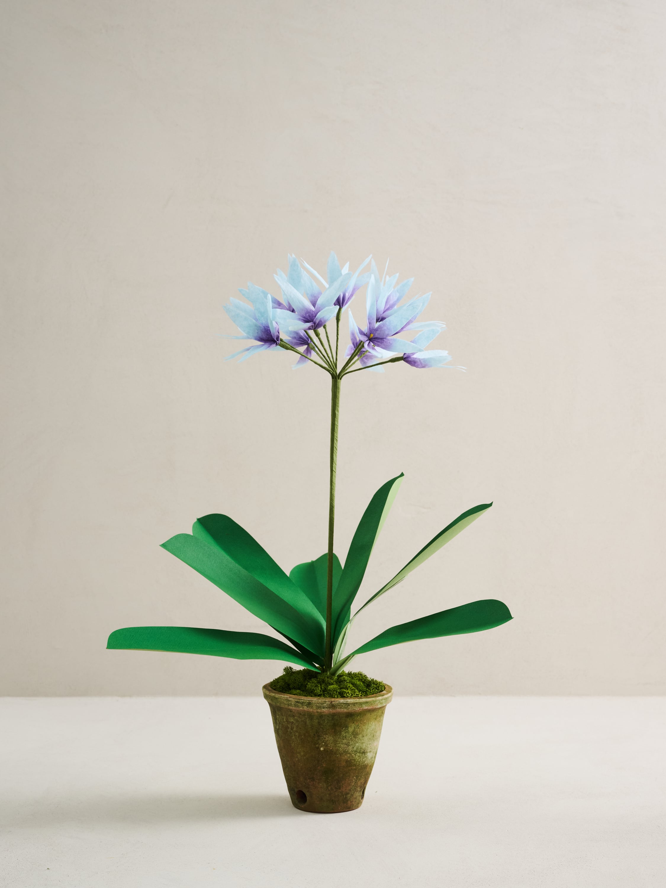 Pink Potted Chevalier Rose by Livia Cetti | Ken Fulk