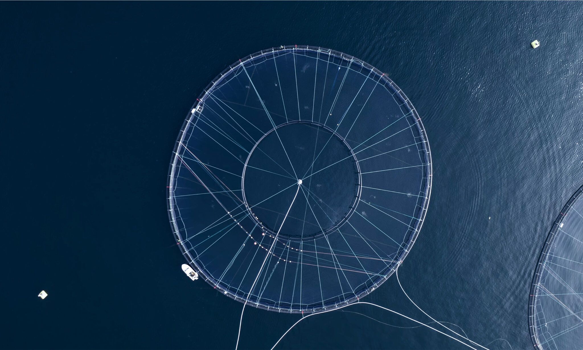 A fish net seen from above