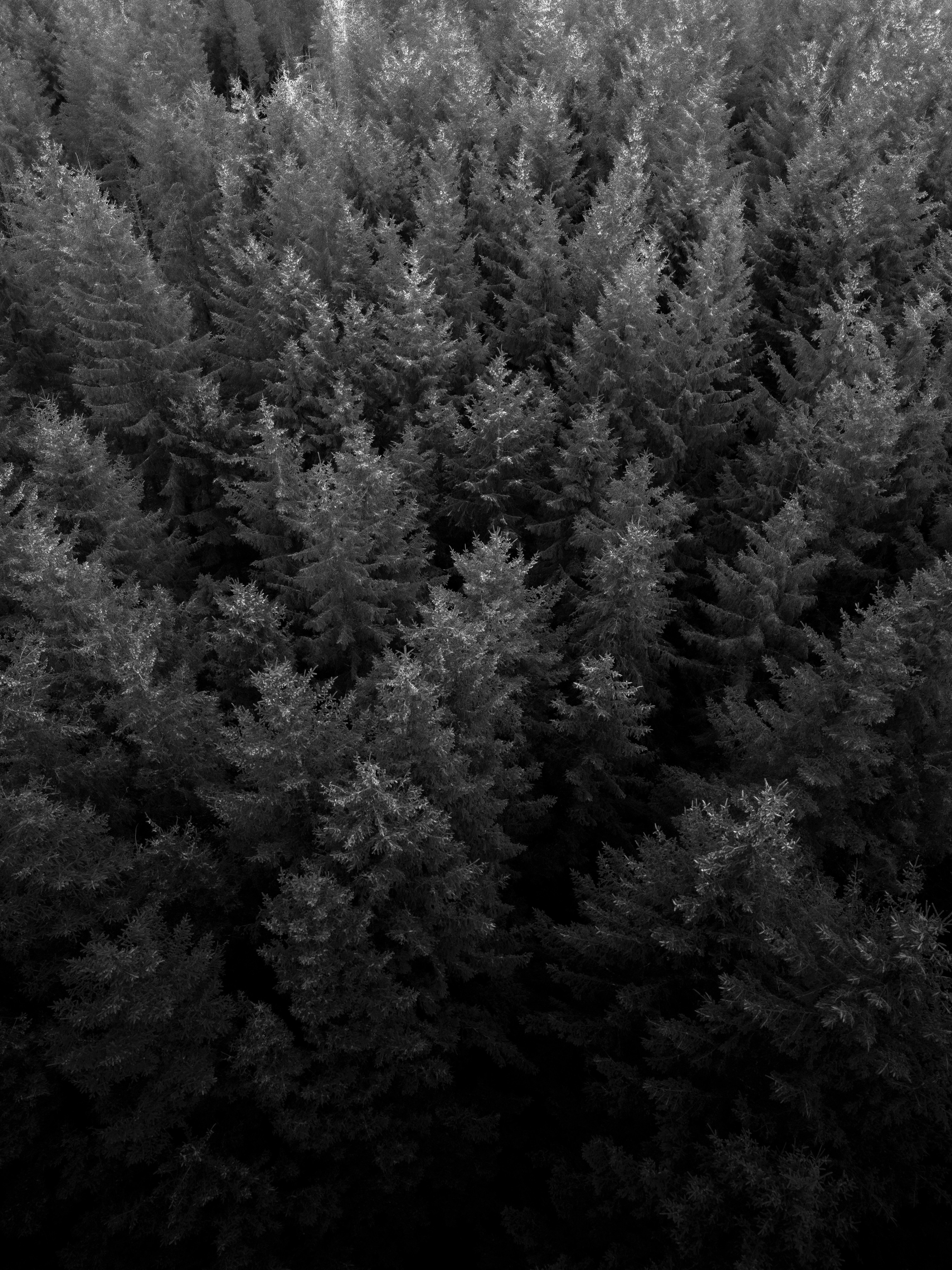 A forrest seen from above 