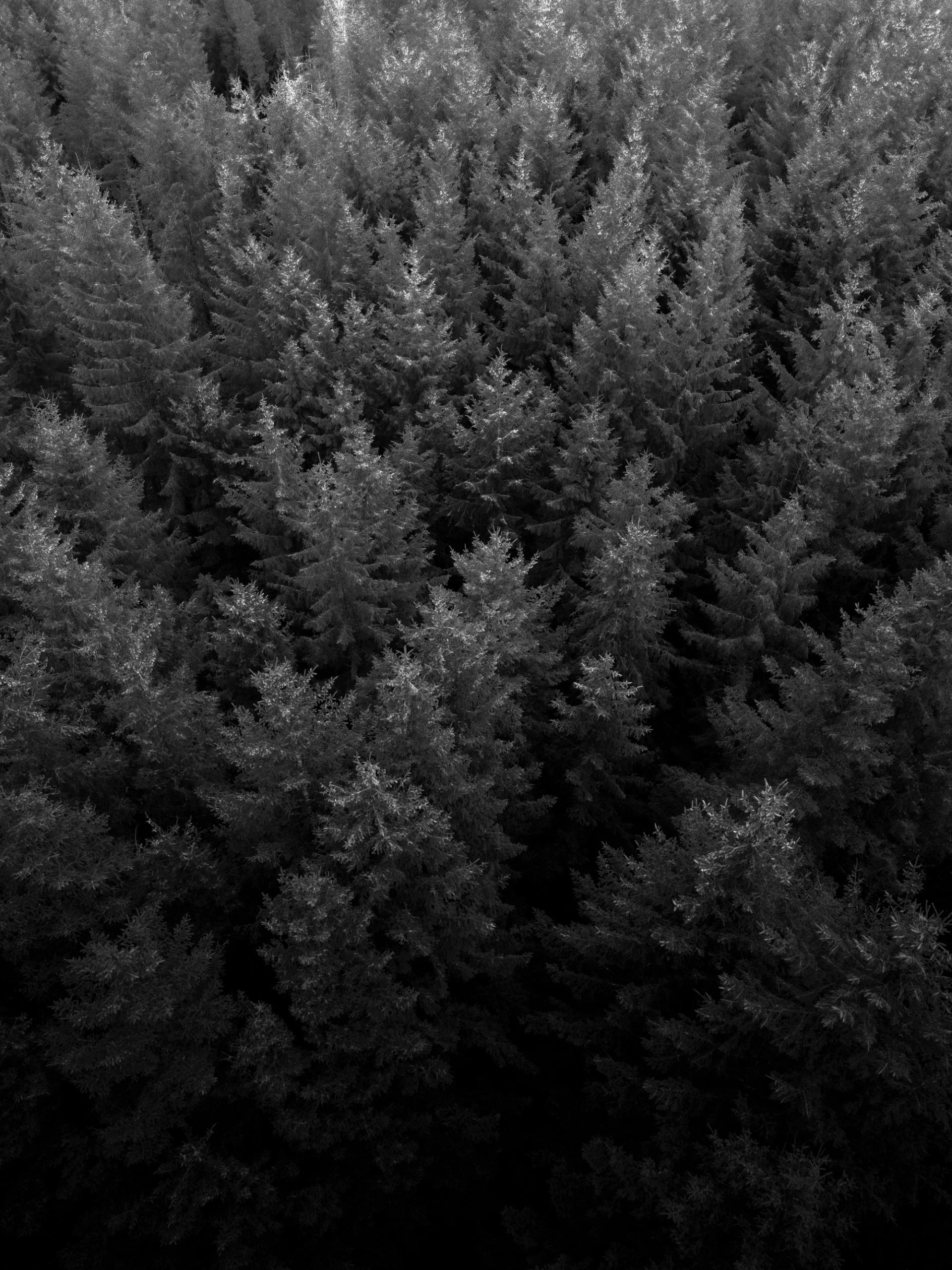 A forrest seen from above