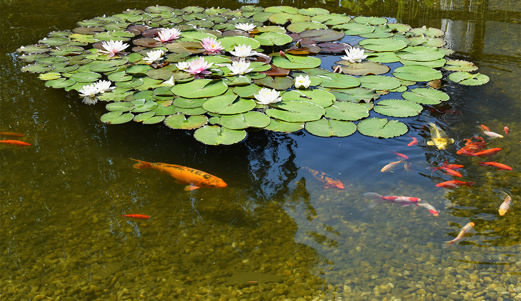 Eco Ponds vs. Koi Ponds: Which One Is Right for You?