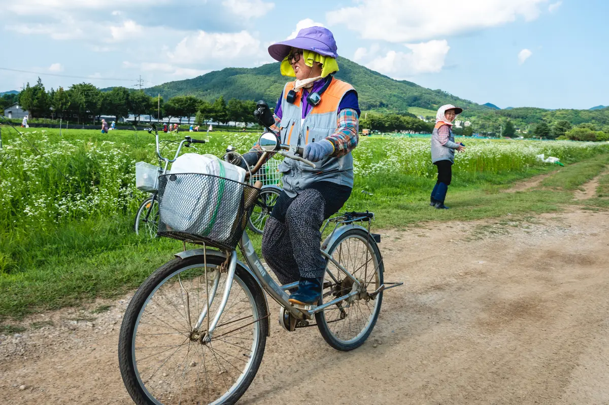A Korean woman rides a bicycle on a dirt path next to a farm in the Korean countryside near Yongmun