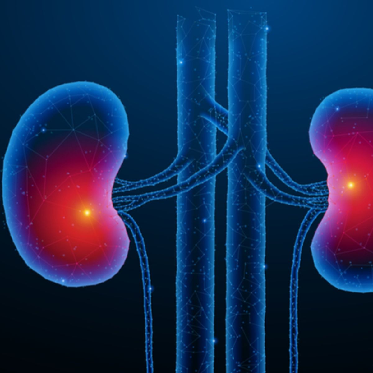 kidneys