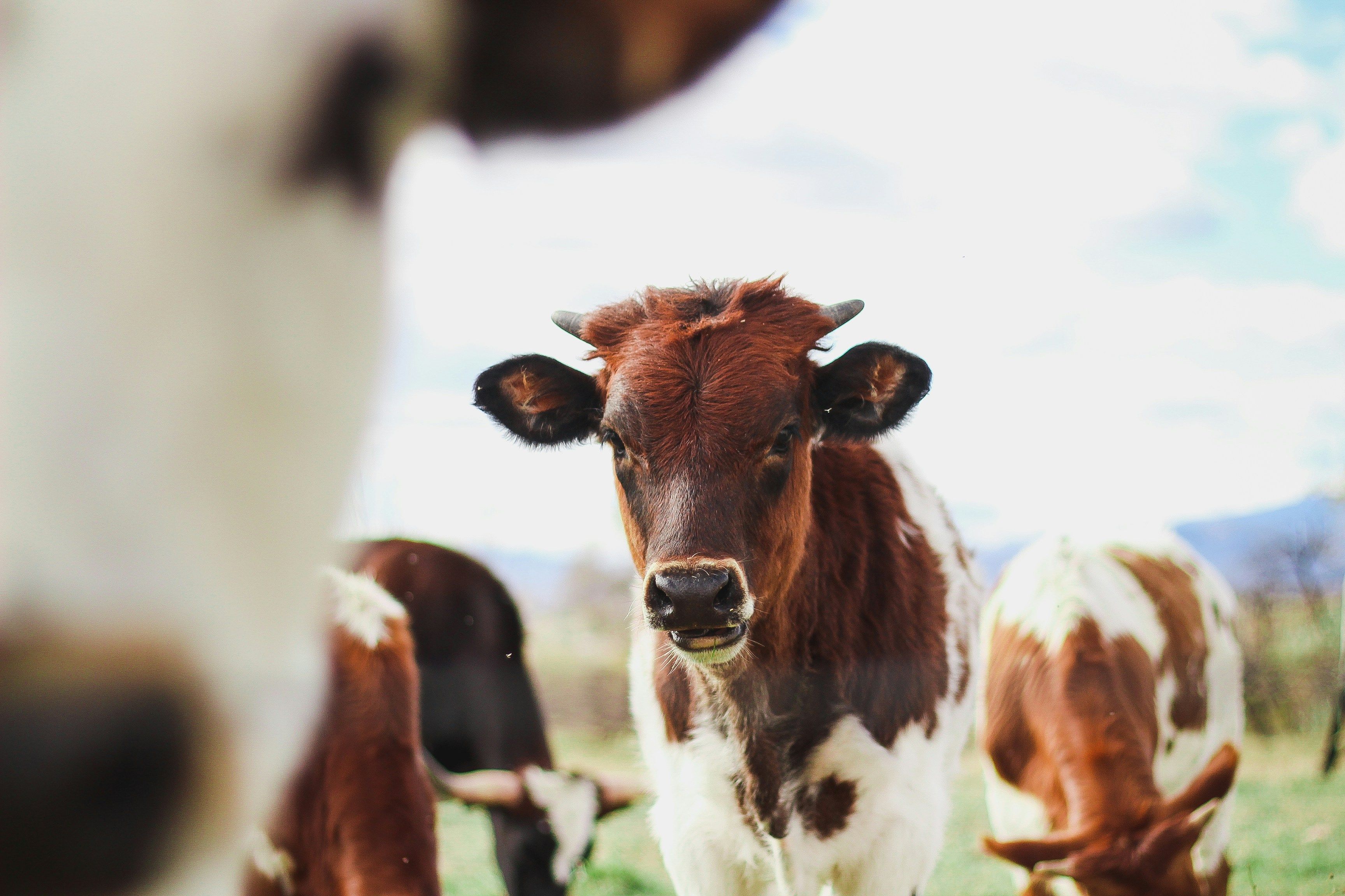 a photo of brown-and-white cows by Kylee Alons via Unsplash