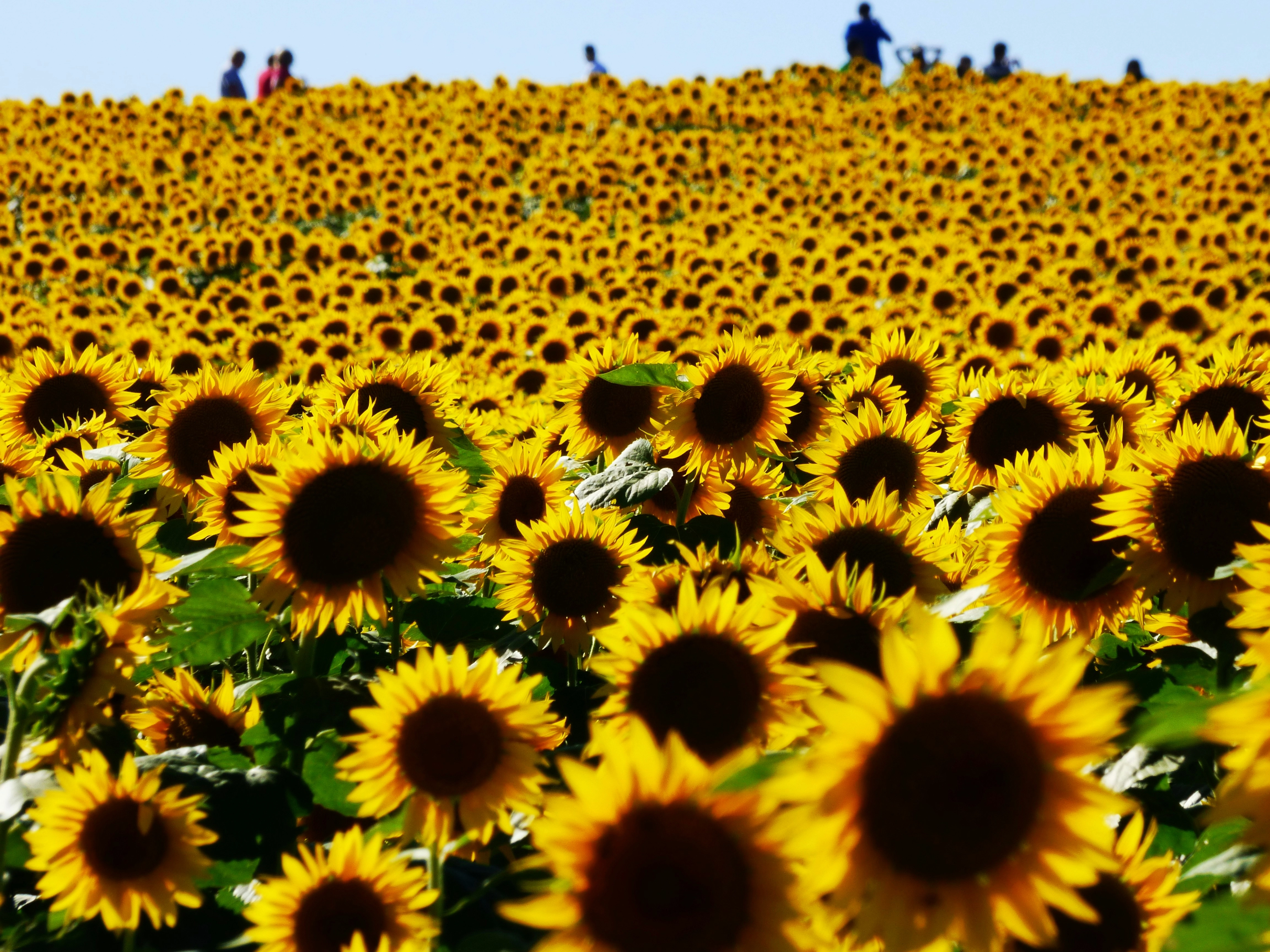 Sunflowers in a field