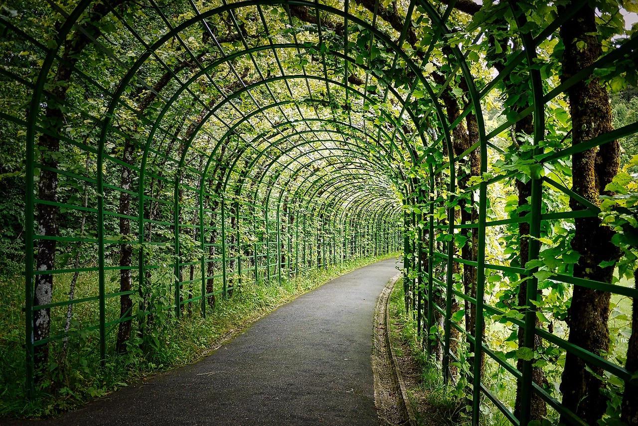 A path in a garden