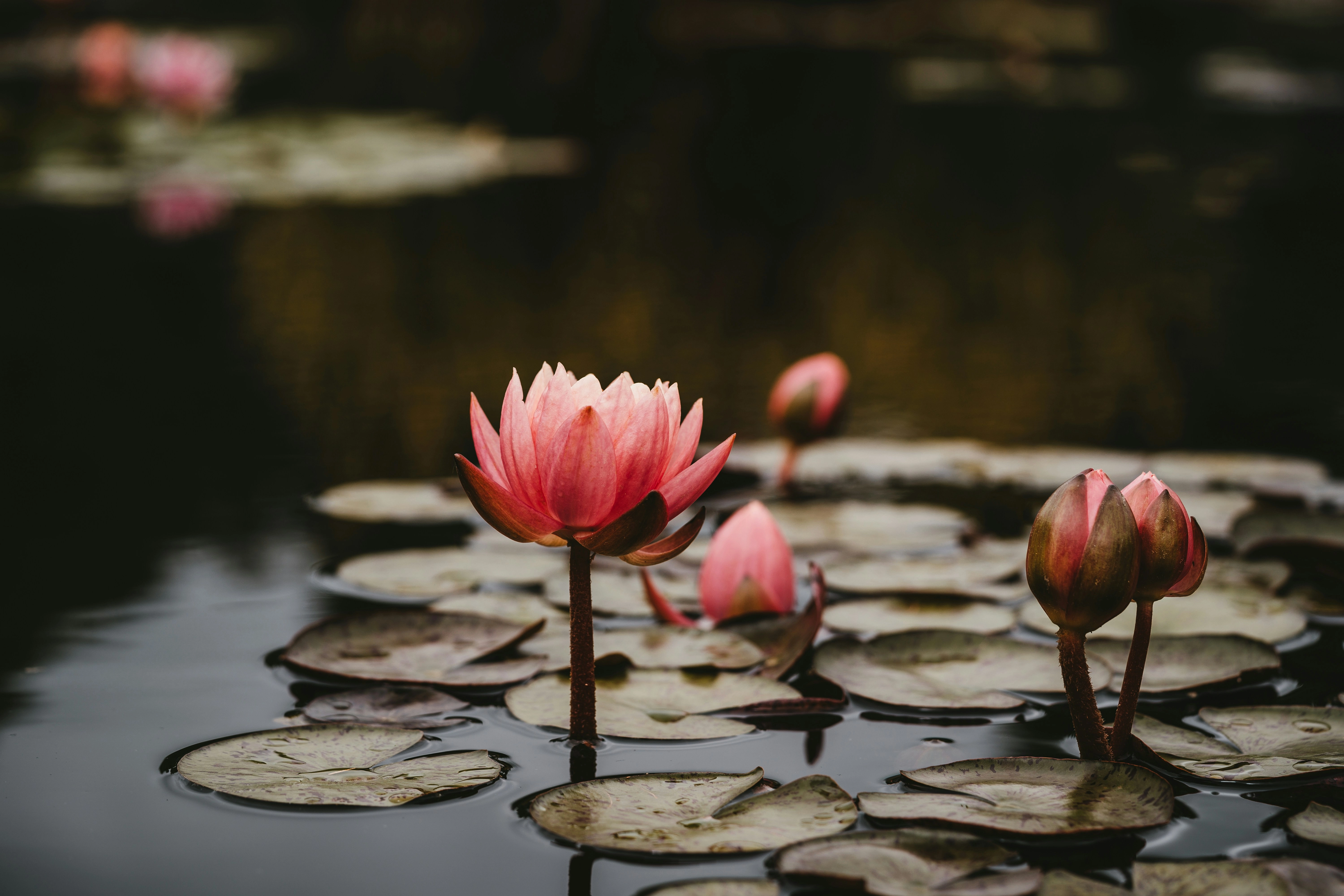 lotuses and lily pads in a pond