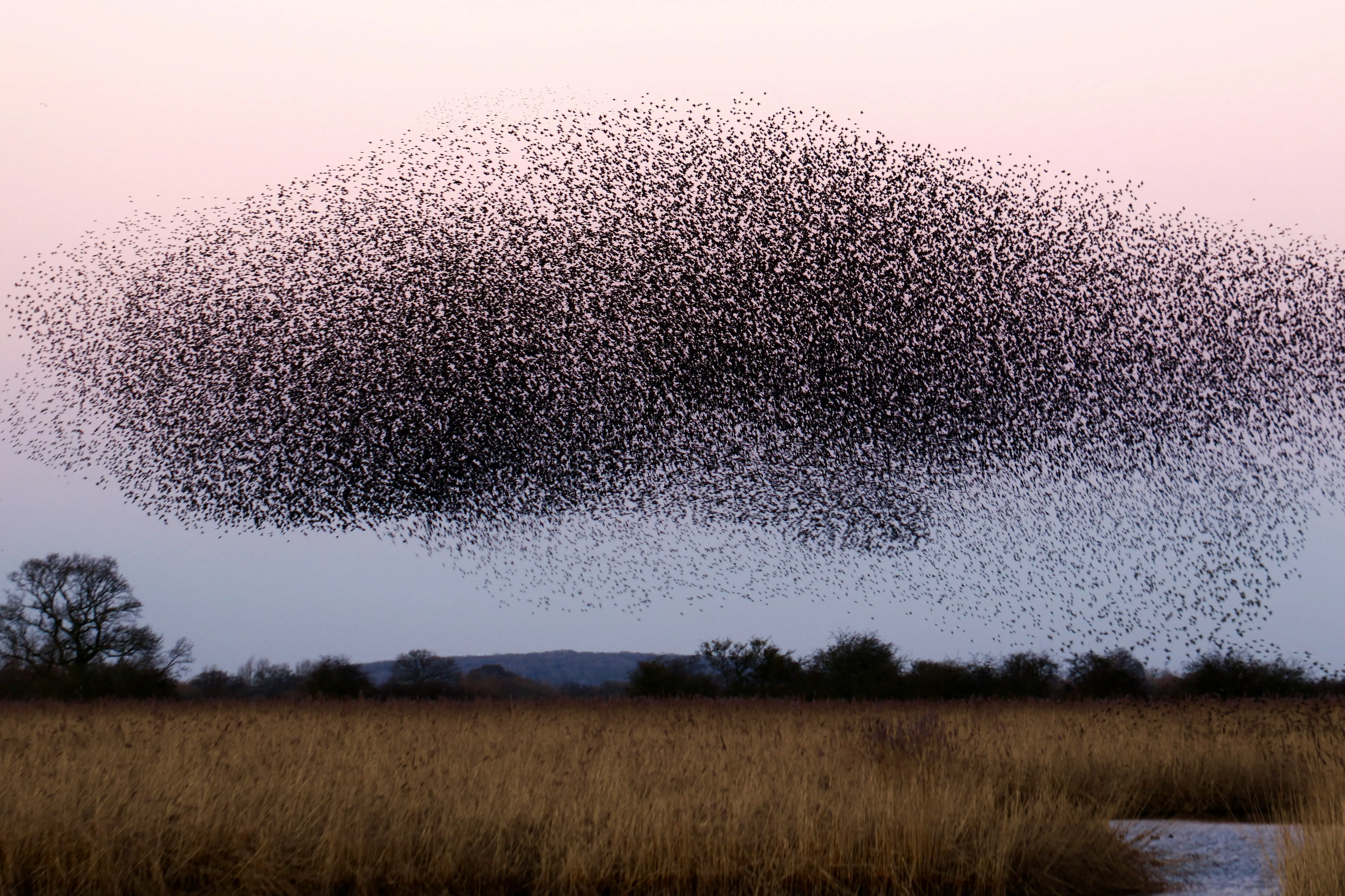 A landscape featuring a cloud of birds flying against the sky