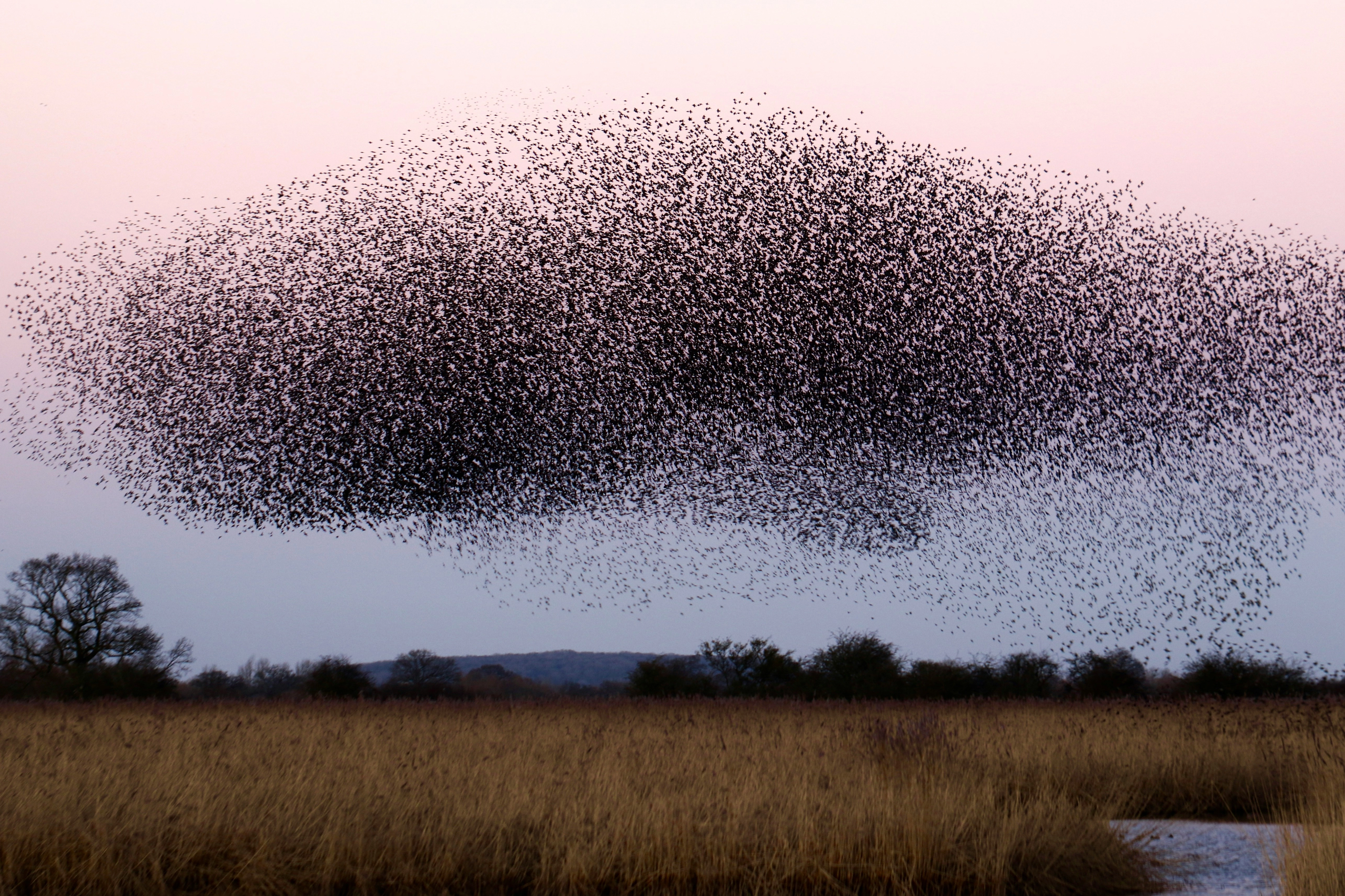 A landscape featuring a cloud of birds flying against the sky