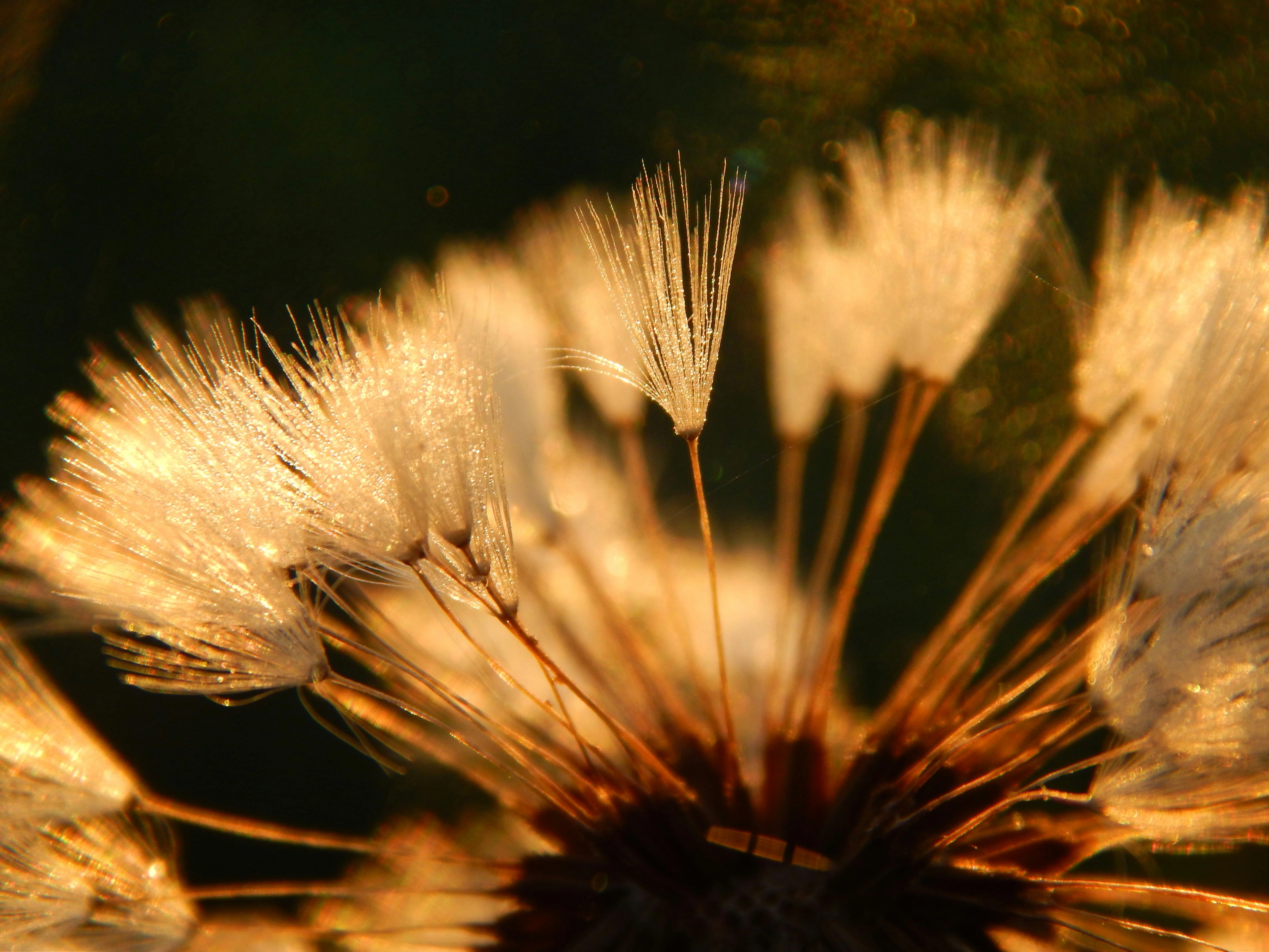 Close up of dandelion