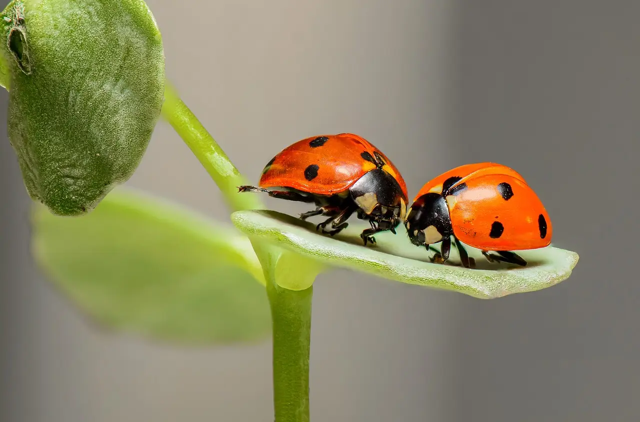 Two ladybirds sitting on a leaf