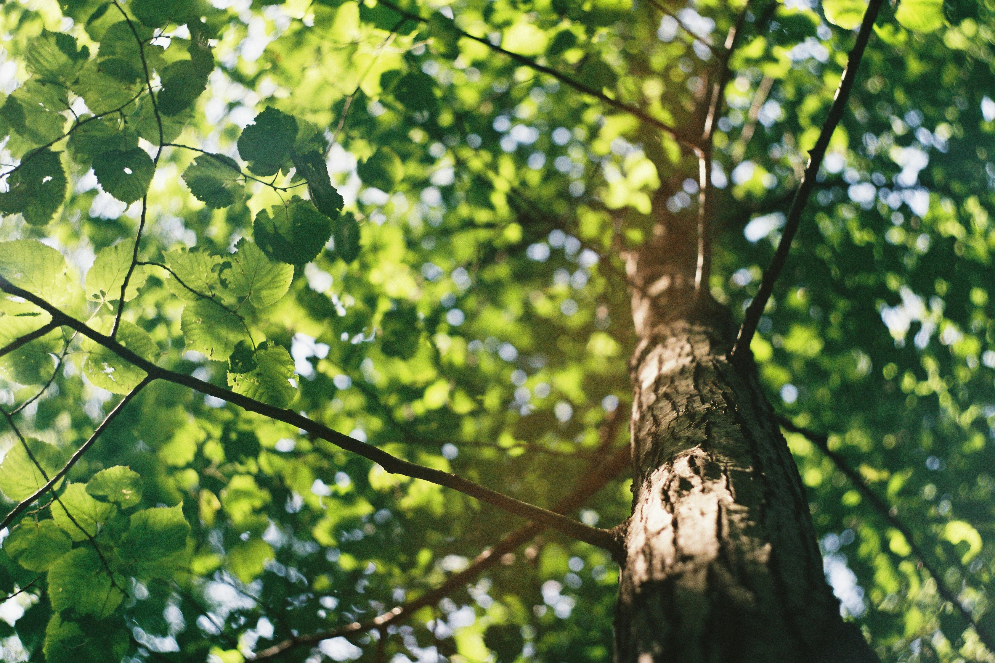 a photograph taken looking up through the canopy of a broadleaf tree by David Vig via Unsplash