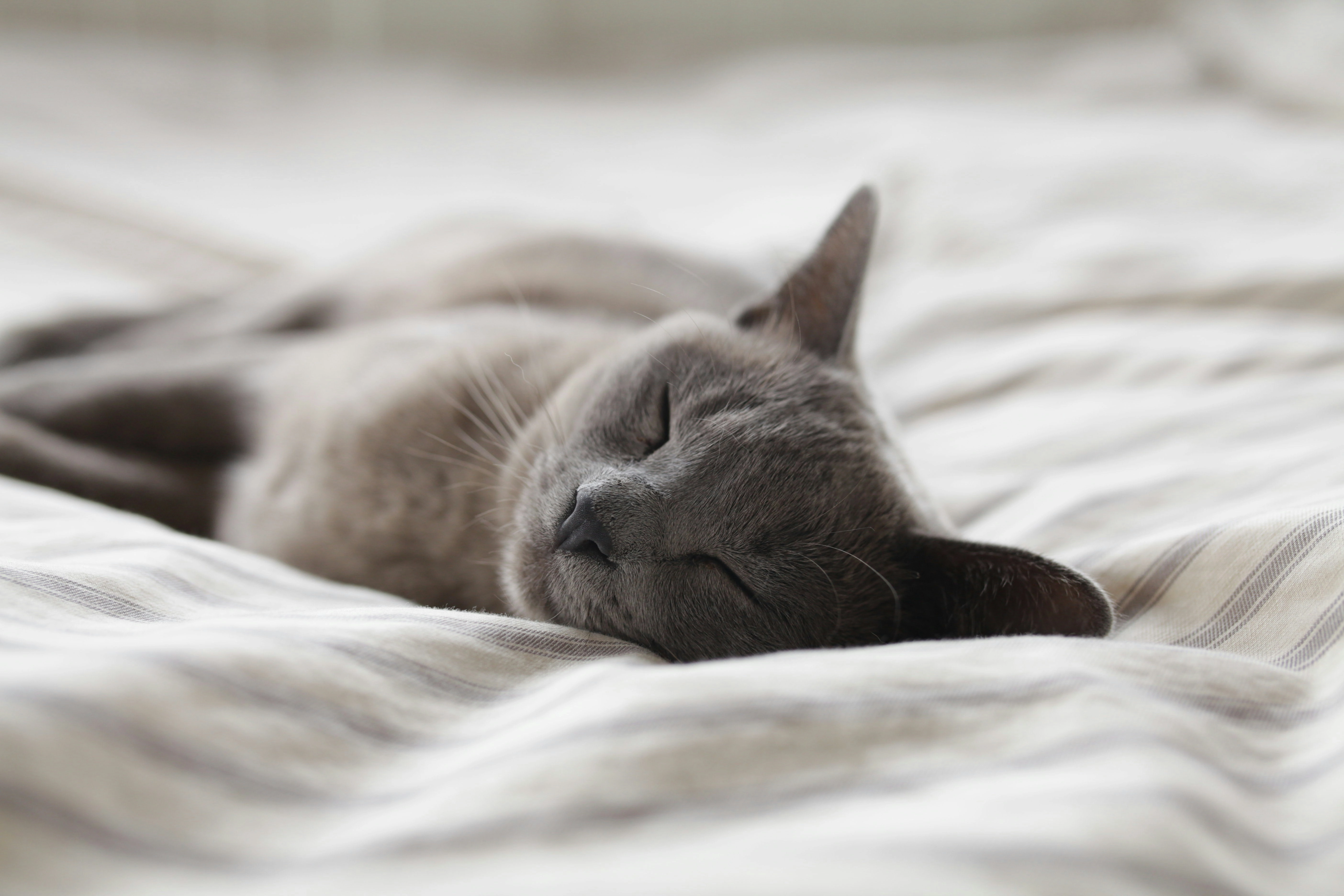 A grey cat sleeping