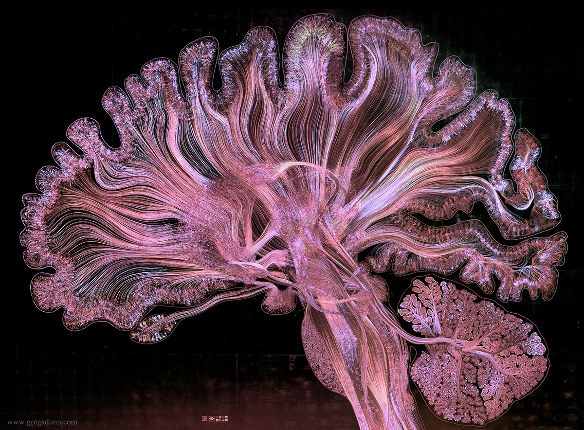 cross-section of a glowing brain