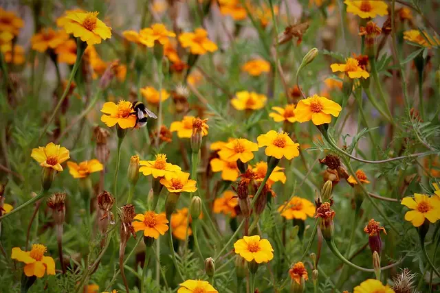 Yellow flowers in high definition, an exotic looking bee sits on one of them